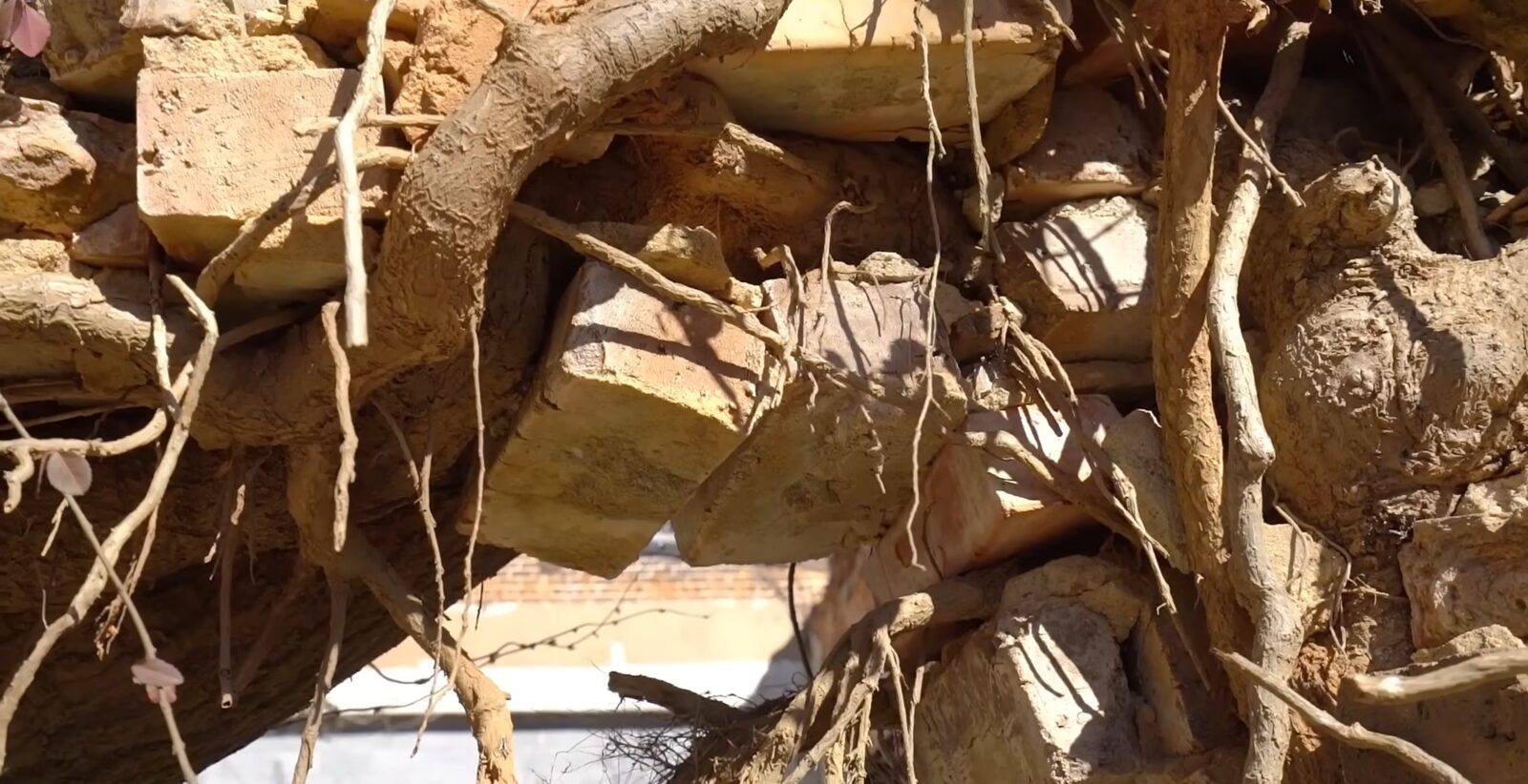Roots weaving through brick courses