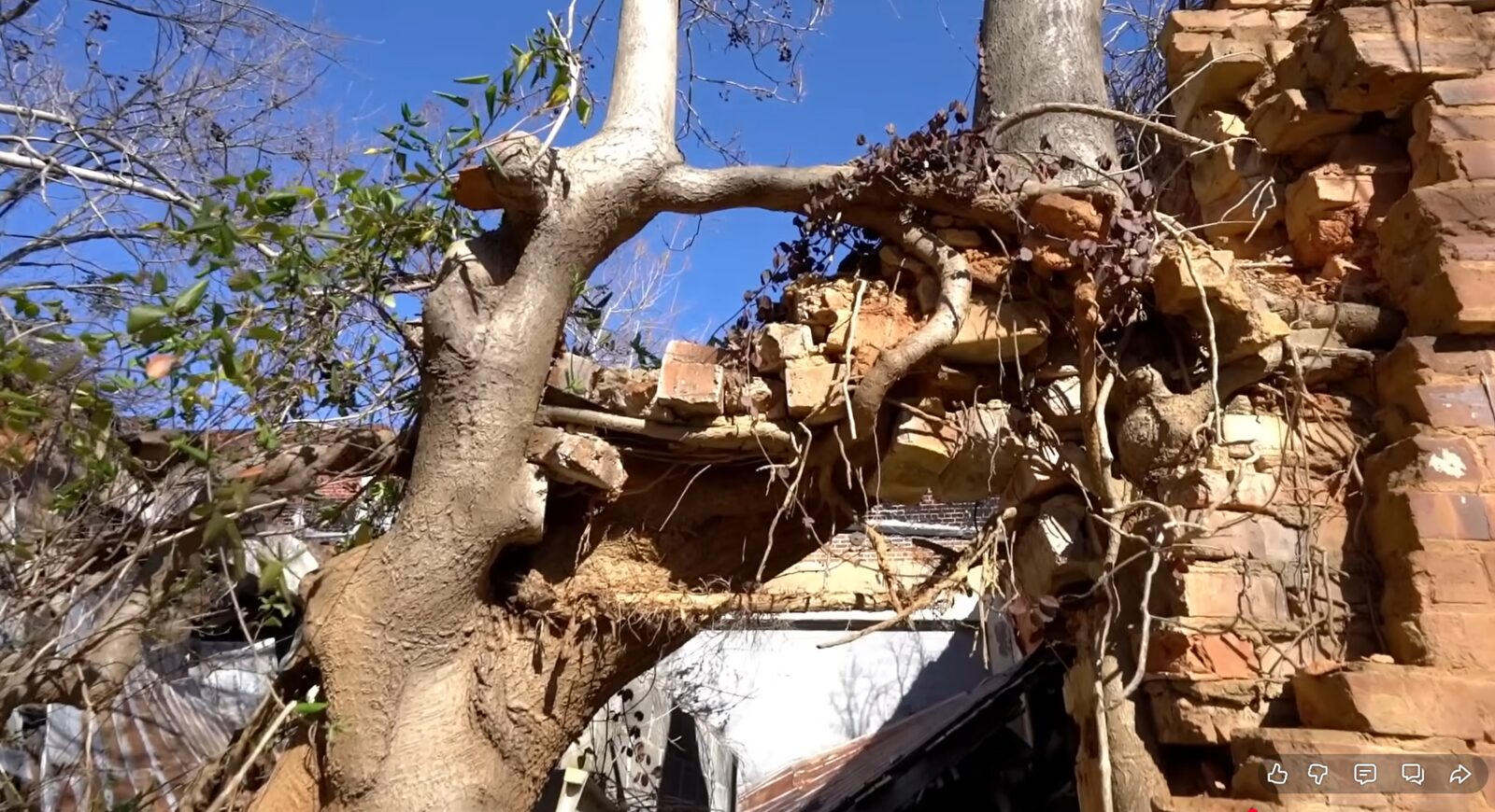 Tree trunk merging with brick masonry