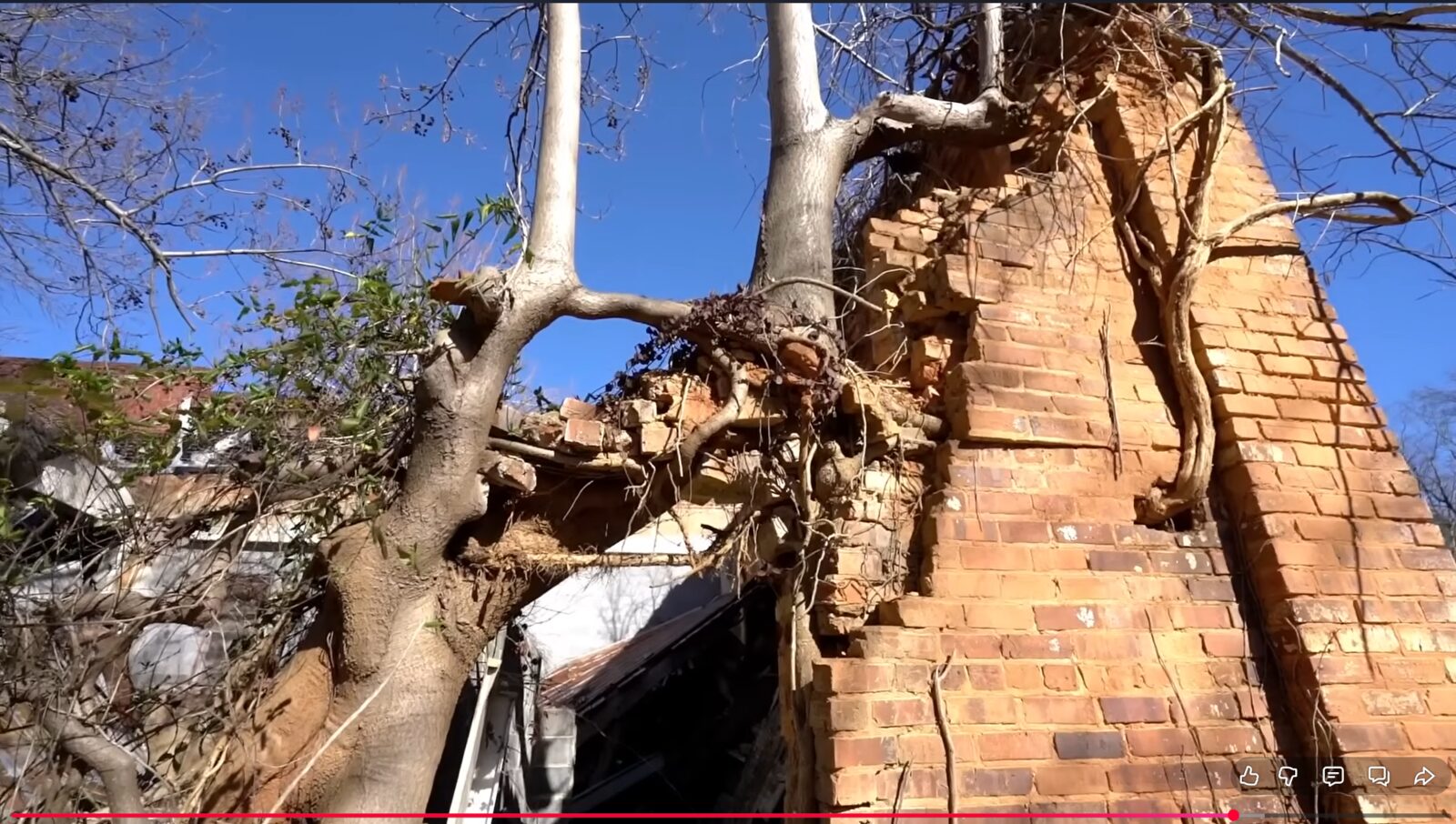 Tree growing along brick wall following roof pitch, Coleridge NC