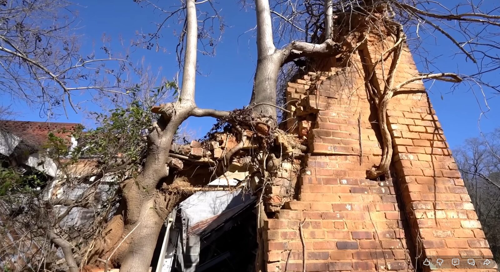Tree branches mirroring the angle of a brick wall, Coleridge NC