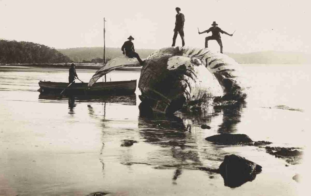 The Davidson family whale operation at Twofold Bay, Eden, NSW, circa 1900