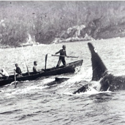 Eden Killer Whale Museum, New South Wales, Australia