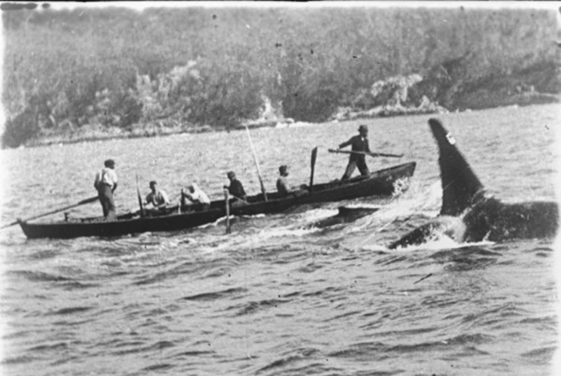 Old Tom alongside a whaling boat at Twofold Bay