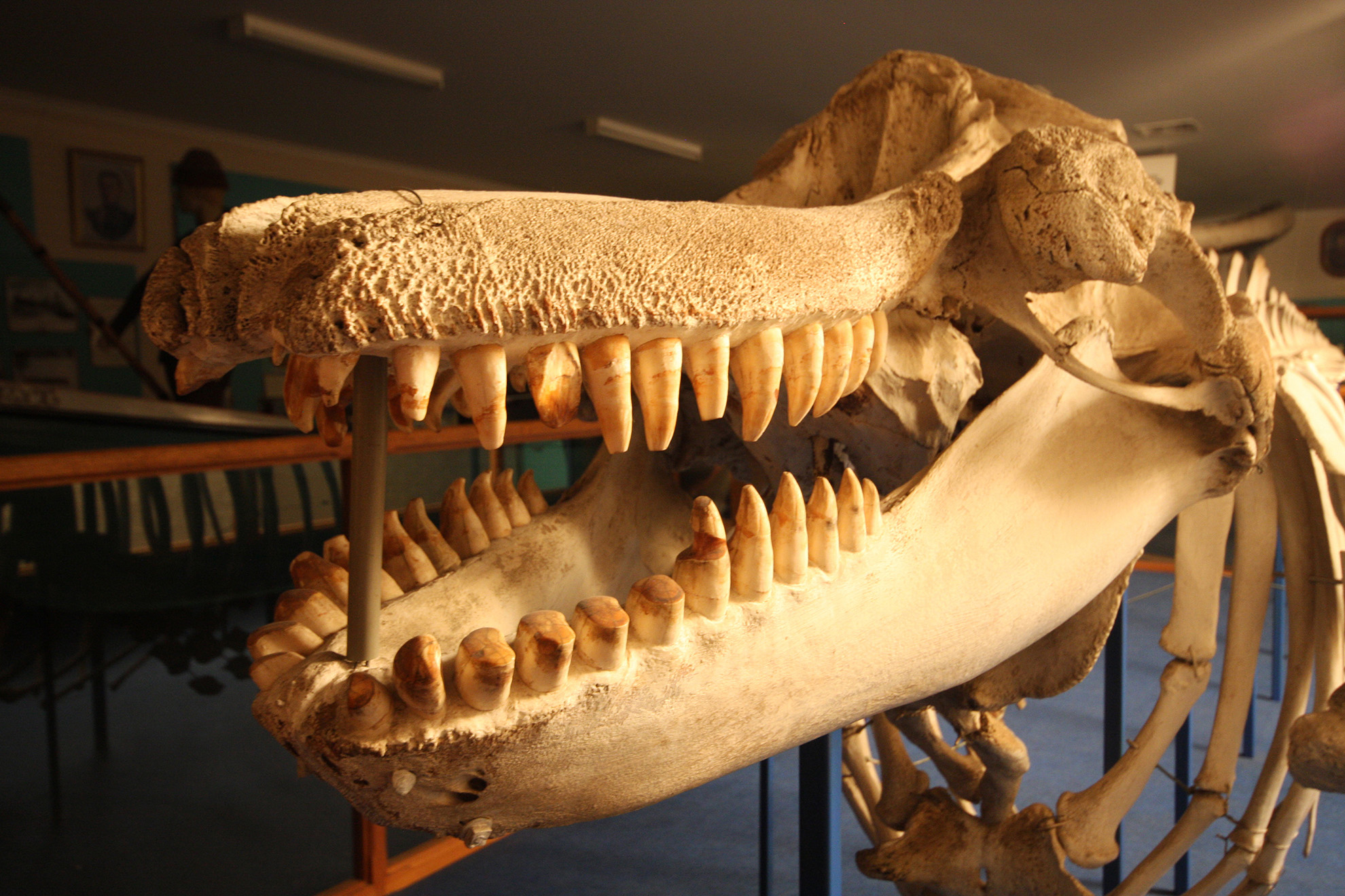 Old Tom's skeleton at the Eden Killer Whale Museum, showing worn teeth in the lower jaw